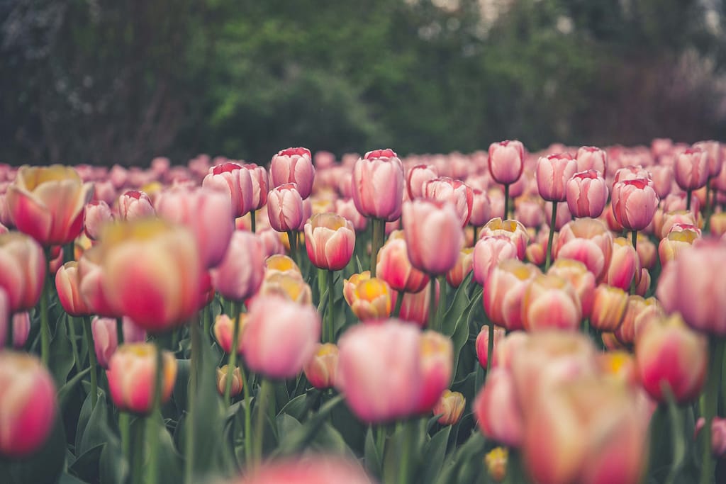 tulip garden