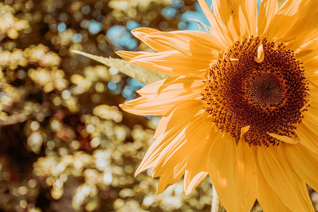 sunflower