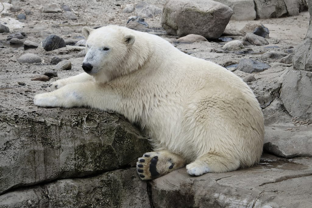 white bear on ocd intrusive thoughts