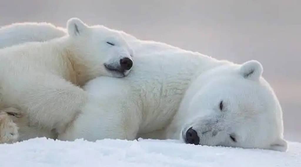 polar bears sleeping